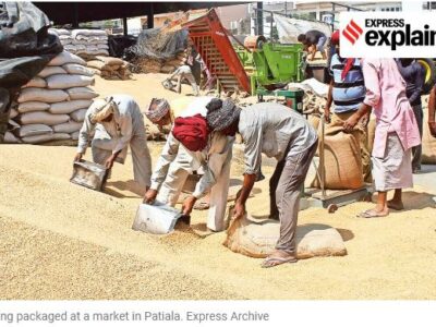 Explained: How government procures wheat