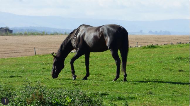 Punjab Man Buys Rare Horse for 22 Lakh Only to Discover It’s a Fake