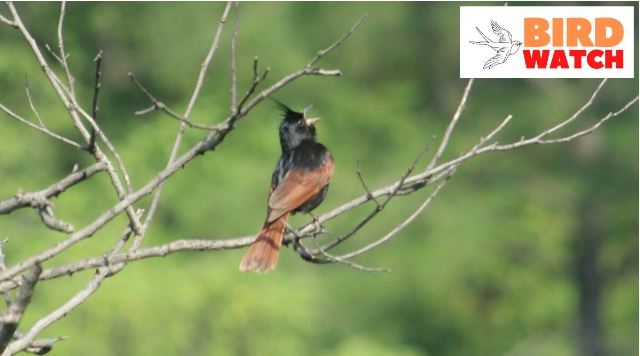 Birdwatch: Crested bunting, the ‘Yuvaraaj’ found in lower foothills