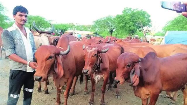 Mass vaccination of cattle needed to tackle lumpy skin disease in India: Indian American veterinary