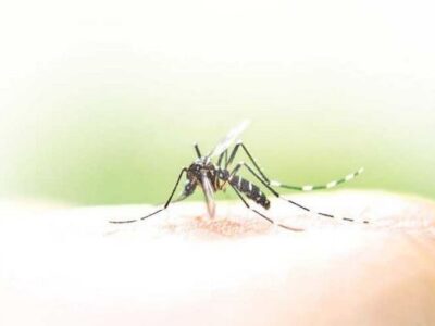 15 dengue cases in Amritsar district so far