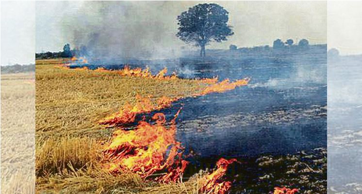 Punjab sees 714 farm fires, mainly in Majha