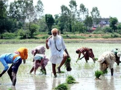 Punjab seeks shorter-duration paddy to reduce stubble burning