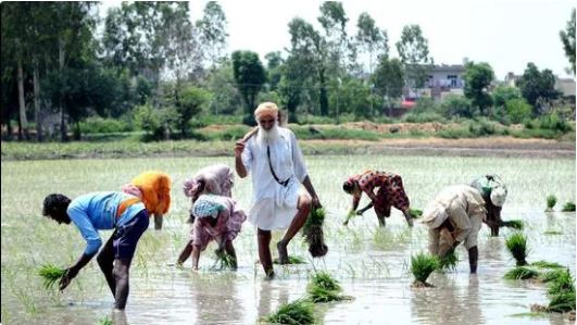 Punjab seeks shorter-duration paddy to reduce stubble burning