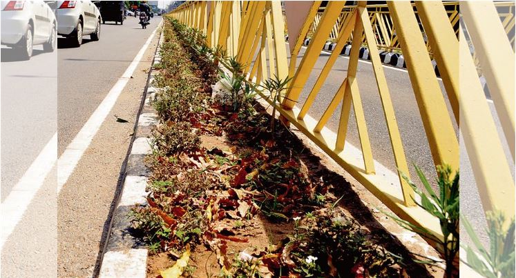 Flower plants sown in Amritsar before G20 Summit start withering away